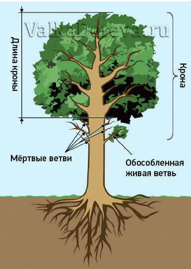 Что нужно знать о дереве при кронировании