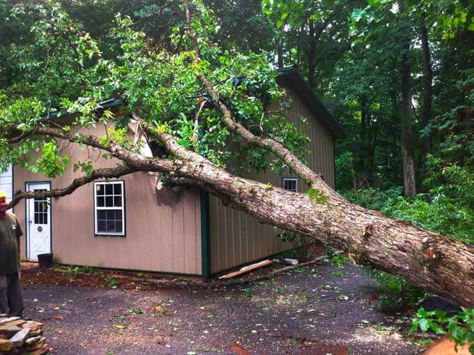 аварийное дерево упало на дом