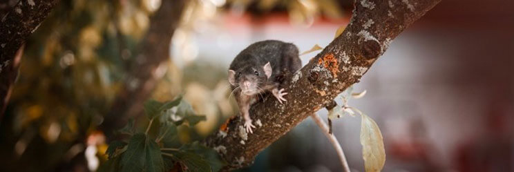 Крыса на ветке дерева